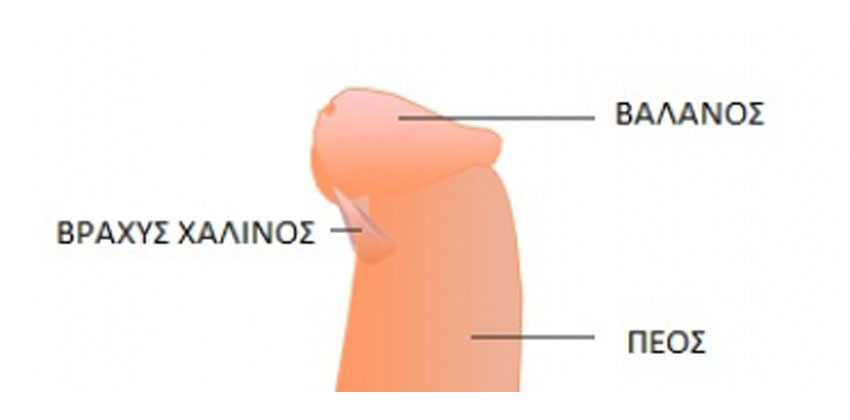 Βραχύς Χαλινός